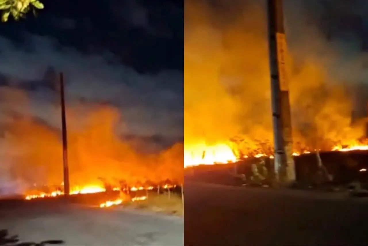 Imagem da notícia Incêndio atinge vegetação próxima à Lagoa do Colosso e deixa animais mortos