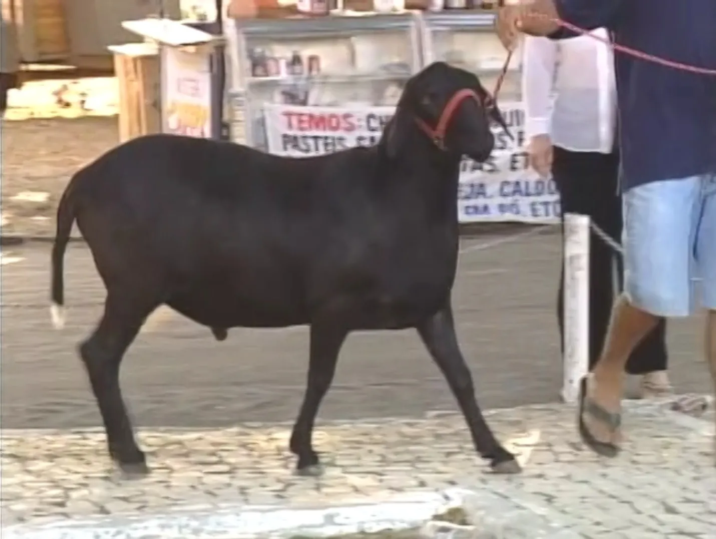 Carneiro da raça Santo Inês com 20 meses de 105 kg foi o grande campeão da raça nos anos 2000.