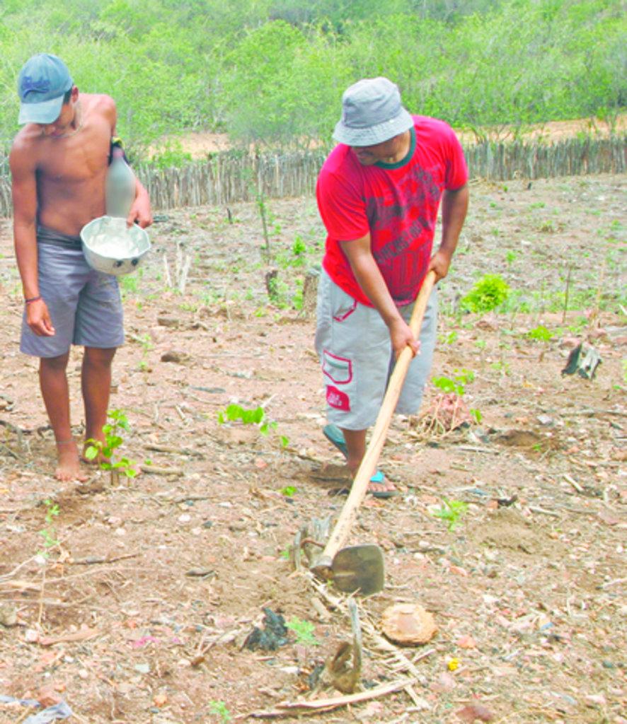 Agricultores iniciam plantio mesmo sem inverno estar confirmado no CE -  Região - Diário do Nordeste