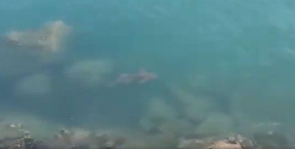 Tubarão é visto na orla de Fortaleza