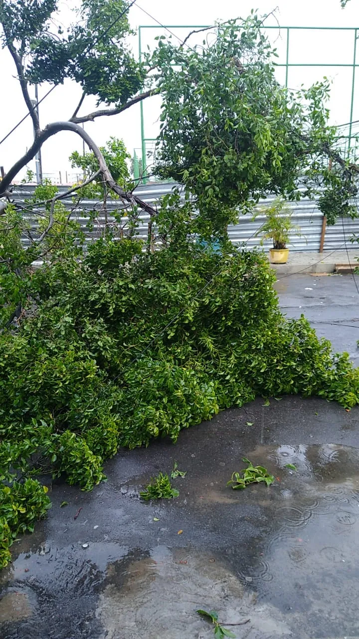 Chuva derruba árvore na Av. Dois de Maio, no Bairro Passaré