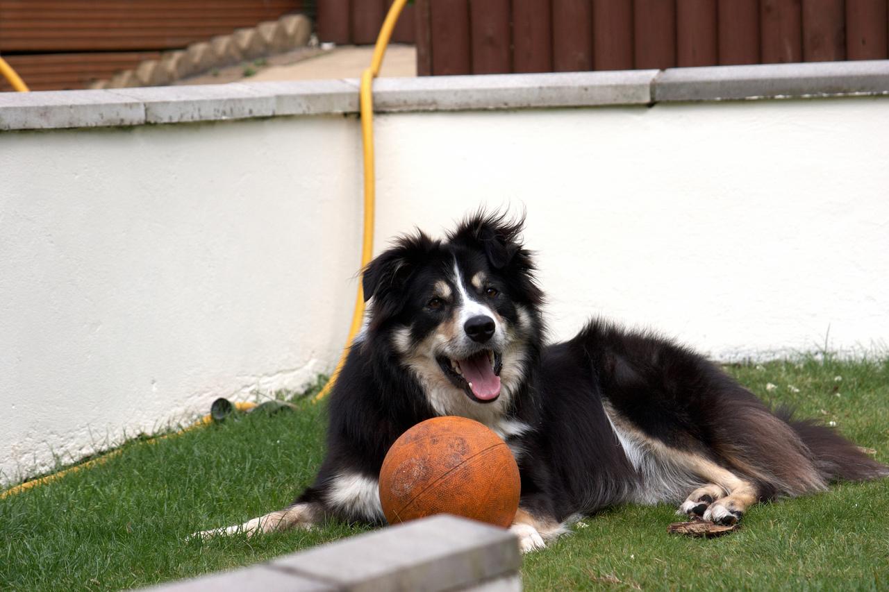 Bolinhas e brinquedos podem ajudar cães durante isolamento