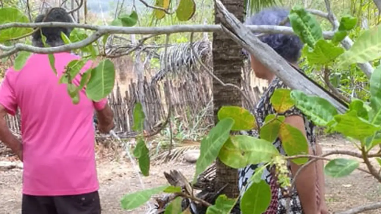 Casal de idosos cuidando de plantas