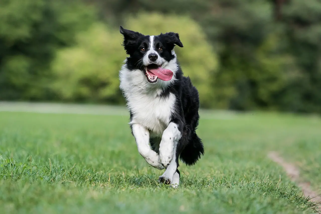 Border Collie correndo na grama