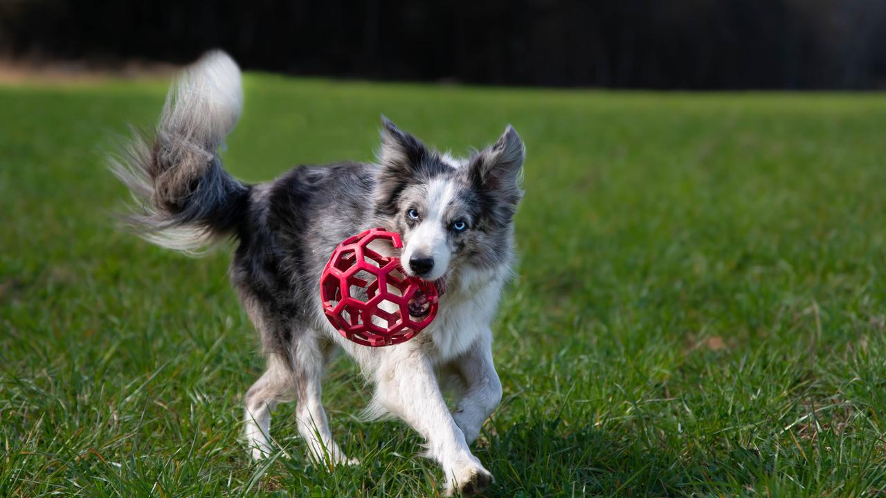 Border Collie - Raças de Cães Médios - Cão Nosso - Creche Canina