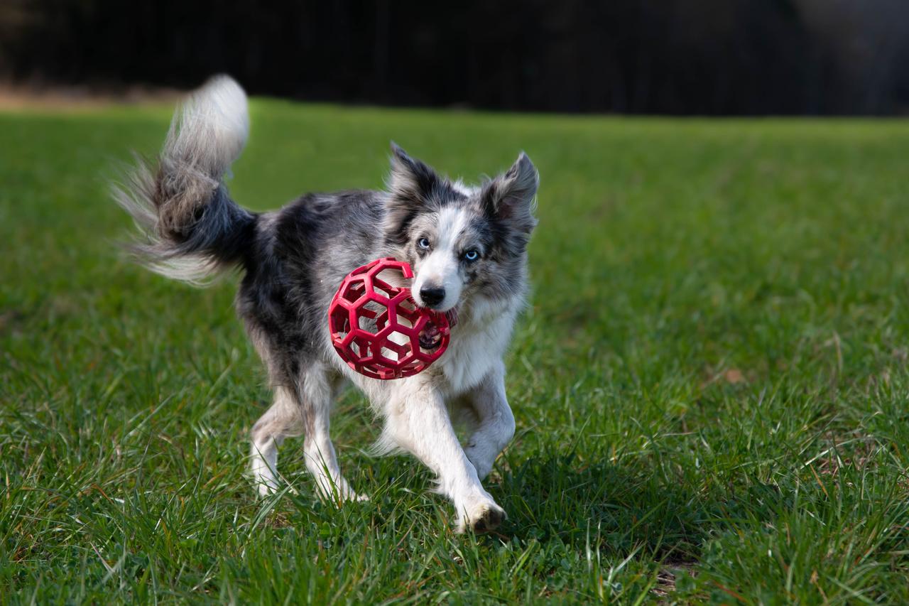 Cachorro border collie correndo com bola