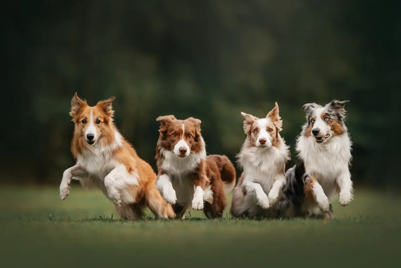 Diferentes aspectos de Border Collies