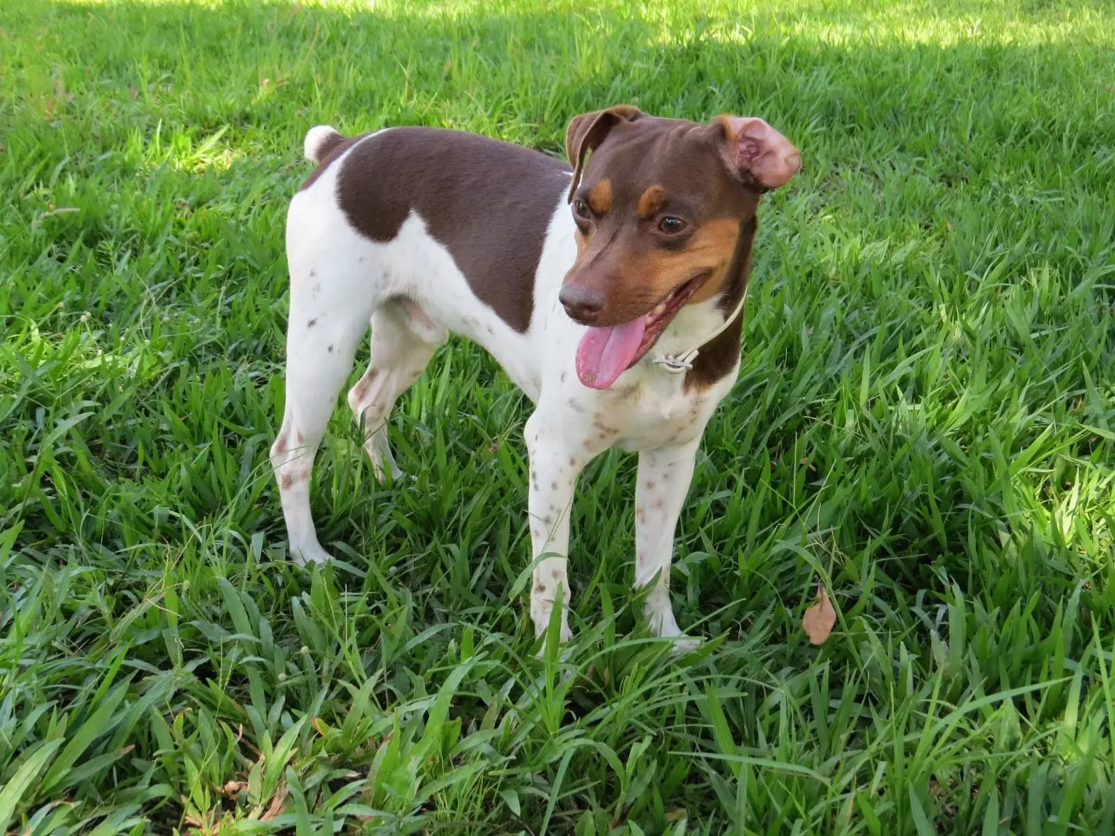 foto de um cachorro terrier brasileiro de perfil