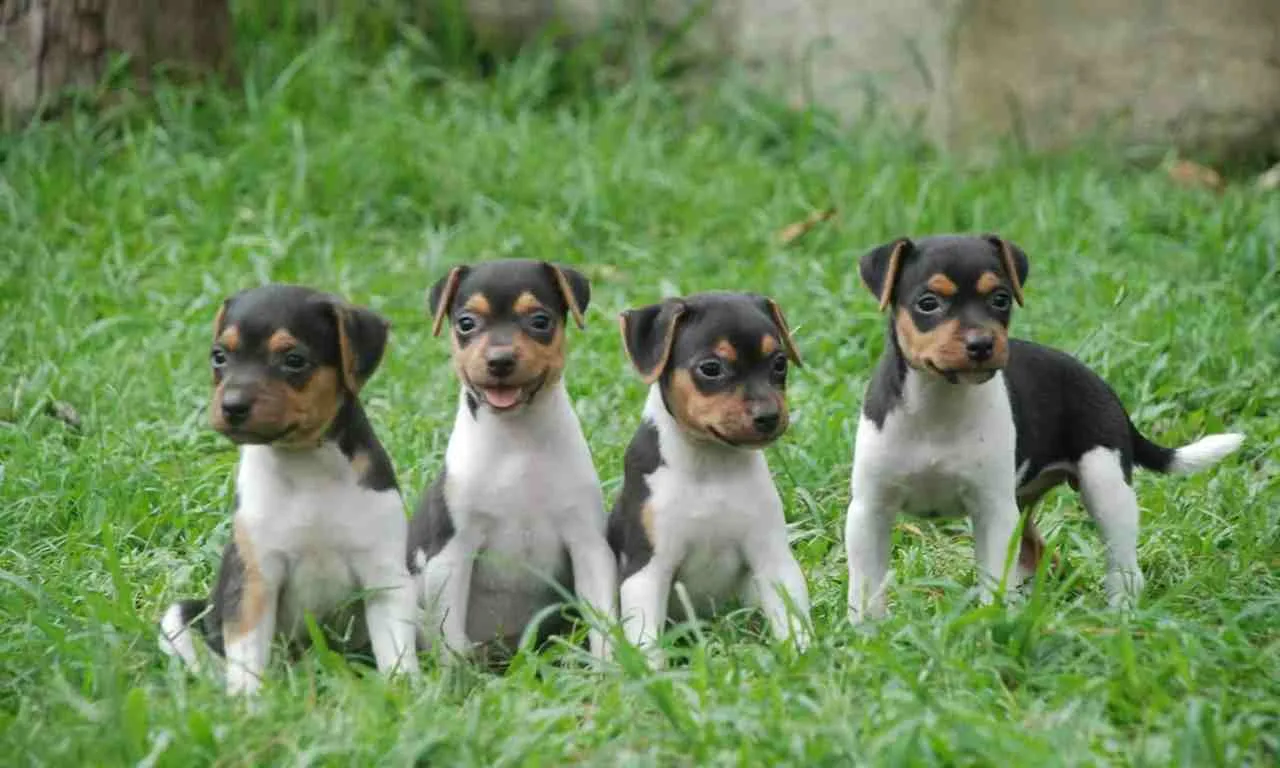 Terrier Brasileiro