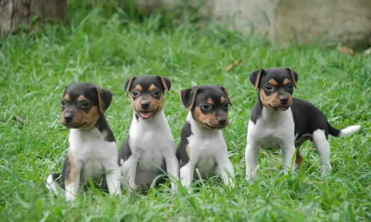 foto de um cachorro terrier brasileiro na grama