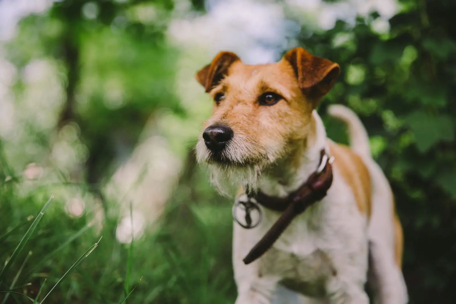 foto de um cachorro da raça fox terrier