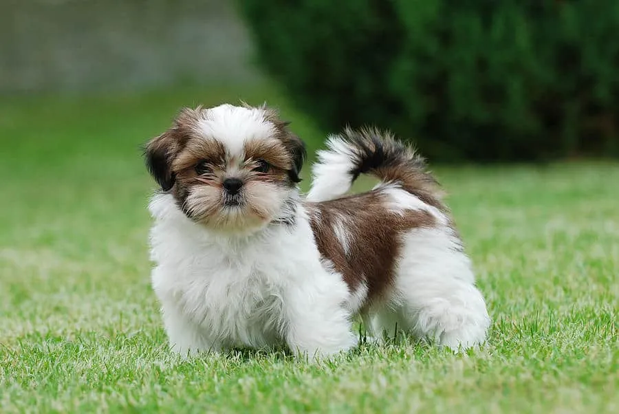 Cachorros da raça Shih-Tzu