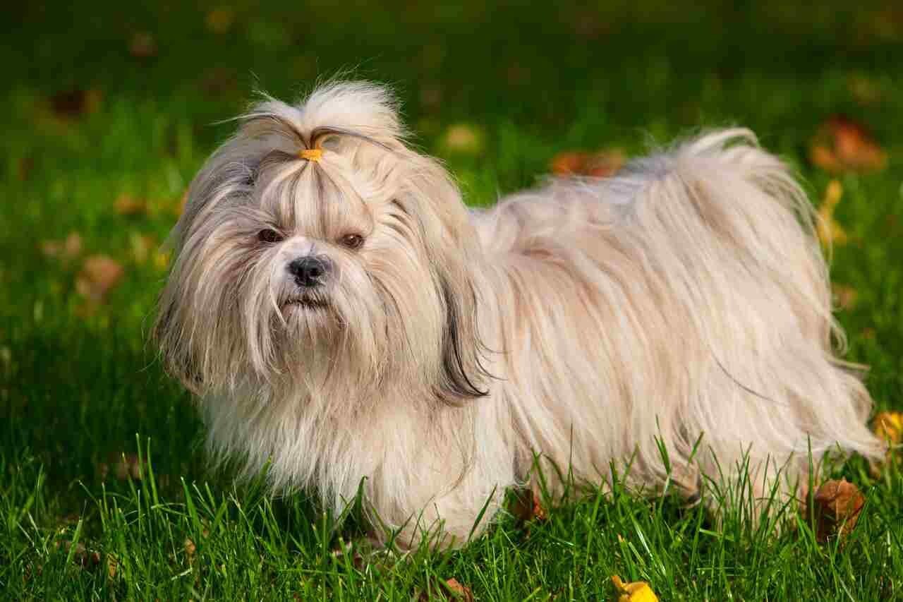 foto de um cachorro Shih-Tzu em um gramado