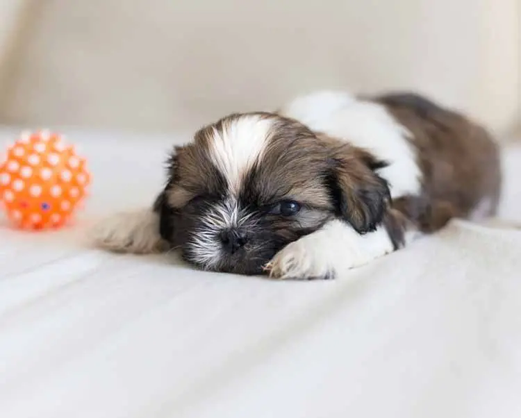 foto de um filhote de Shih-Tzu