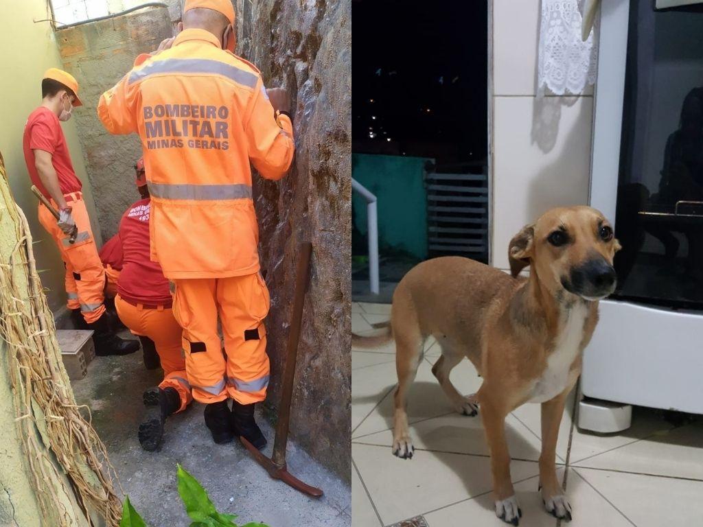 Bombeiros fazendo resgate de cadela de buraco de muro em Minas Gerais; cachorra após ser resgatada