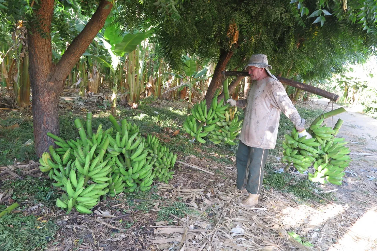 A grande produção de banana em Iguatu favoreceu a utilização na pesquisa, conforme o coordenador Avelino