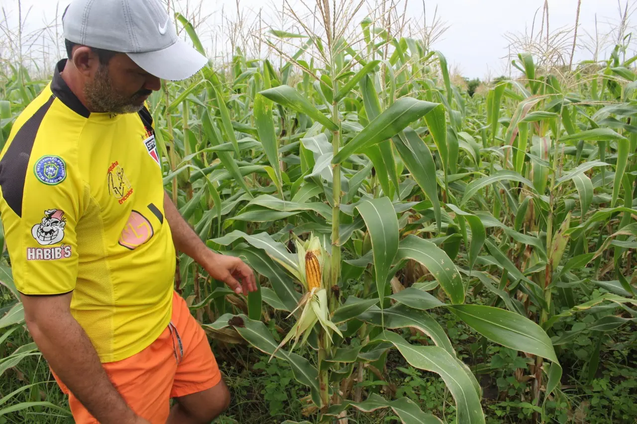 Plantação de milho na zona rural de Iguatu
