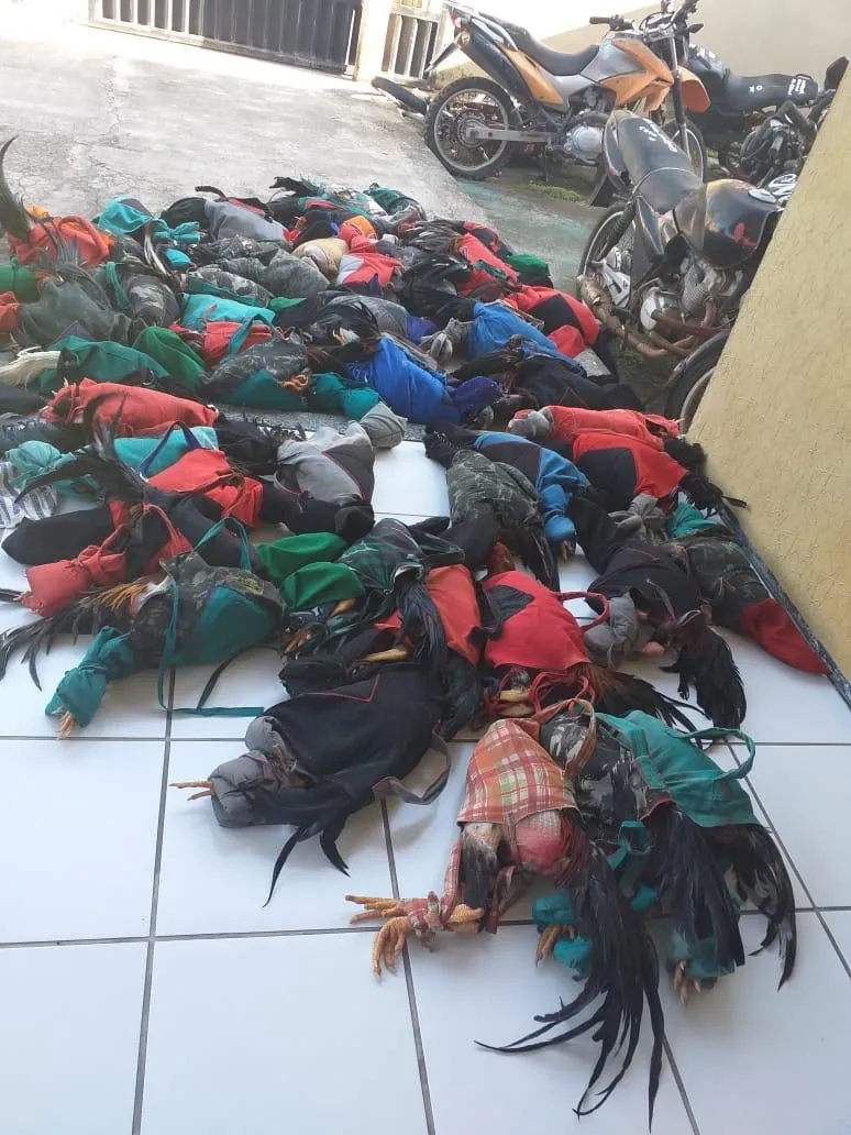 55 galos foram resgatados pelos policiais militares