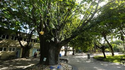 Baobá foi plantado em 1976 e fica ao lado do Centro de Convivência.