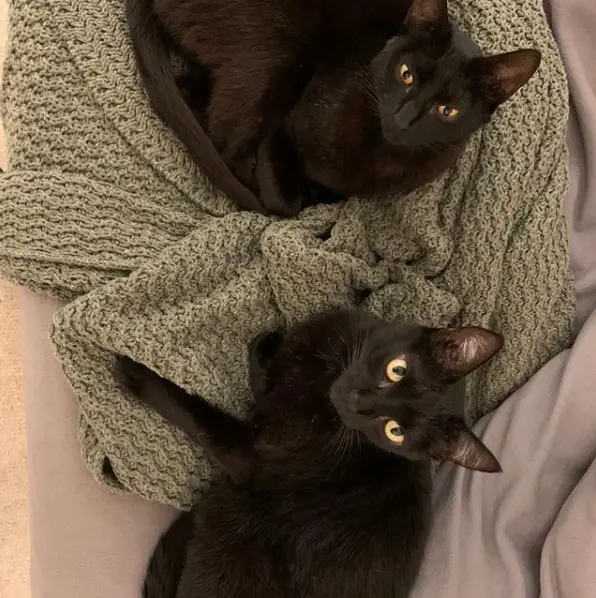 Gatas de Natalia Pasternak