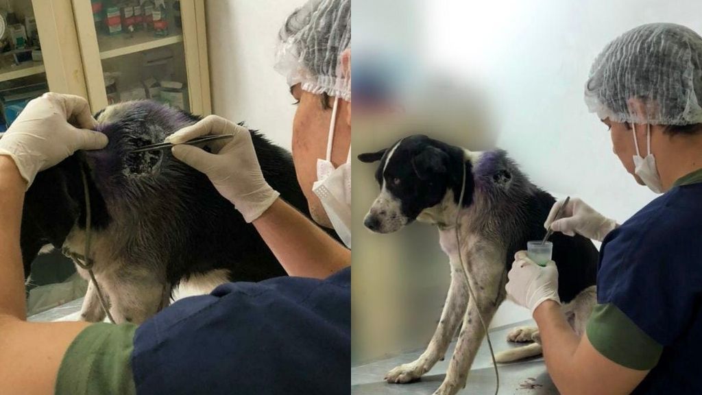 Animal sendo tratado por médico veterinário em duas imagens diferentes