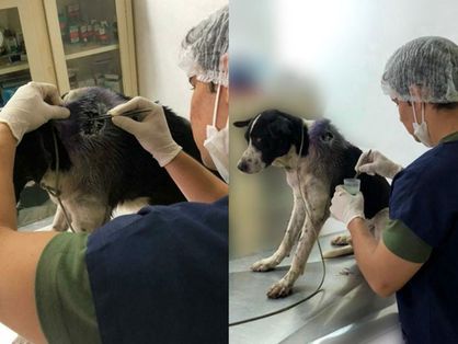 Animal sendo tratado por médico veterinário em duas imagens diferentes
