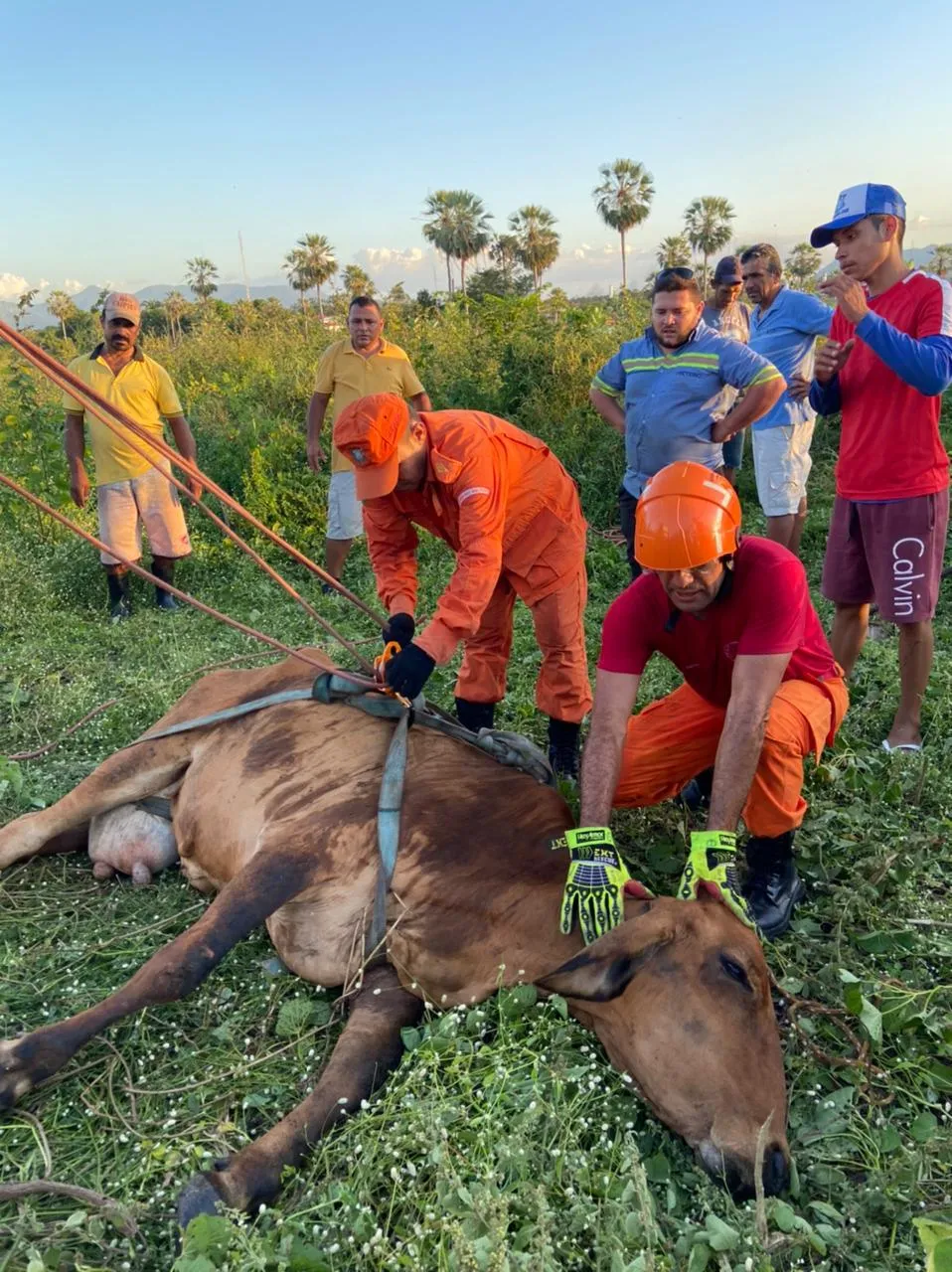 Resgate de uma vaca, após cair em cacimba, pela 1ª Companhia do 2º Batalhão de Bombeiros Militar em Maracanaú.