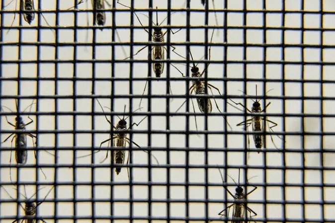 O vetor da dengue é o inseto, especialmente a fêmea, que precisa de sangue para amadurecer os ovos que ela precisará pôr para propagar a espécie