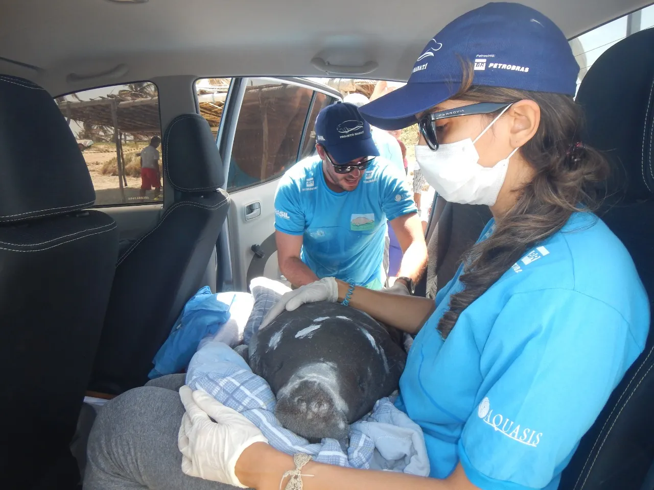 'Pintada' filhote sendo resgatada pela equipe da Aquasis.