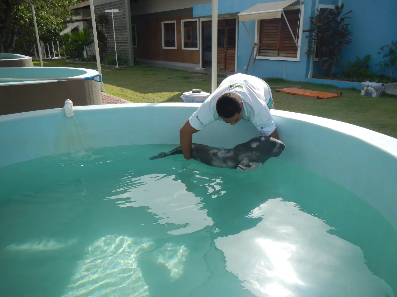 Peixe-boi 'Pintada' ainda filhote no CRMM de Caucaia.