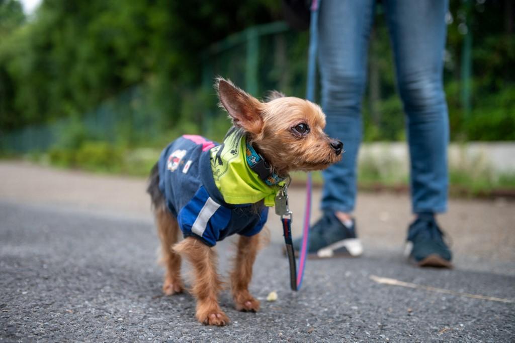 Cachorro na patrulha canina no Japão