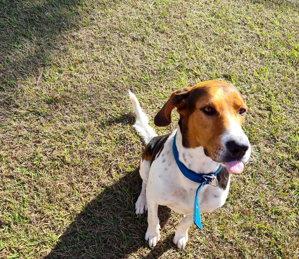 Animal tem comportamento dócil, mas passou a ser mais receoso após ser resgatado pelos tutores