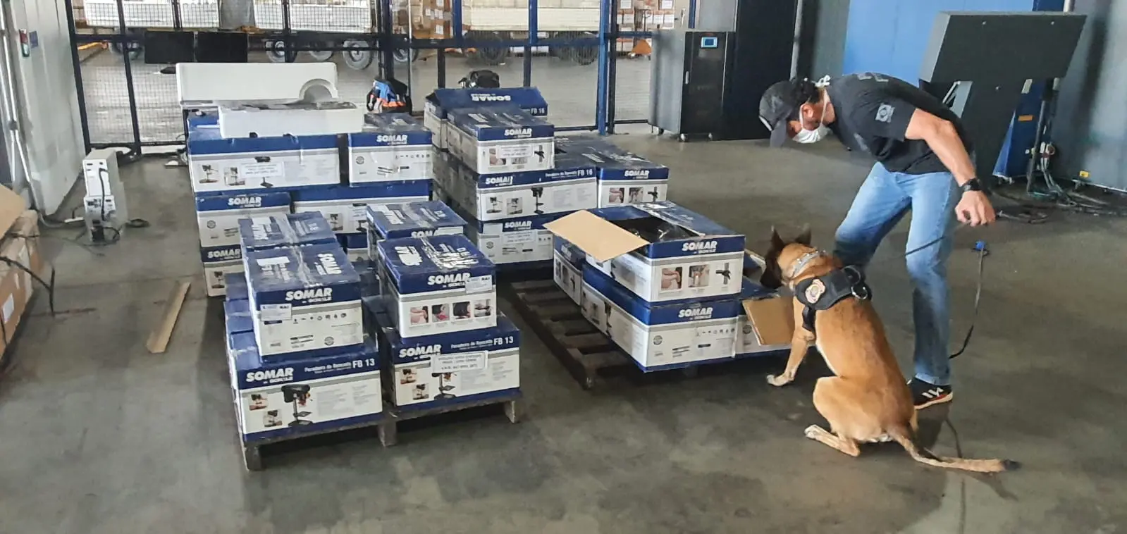 Cão farejador auxiliou na apreensão de 64 kg de cocaína pela PF, também nesta semana