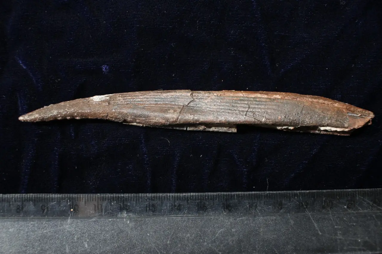 Tubarão hibodontídeo