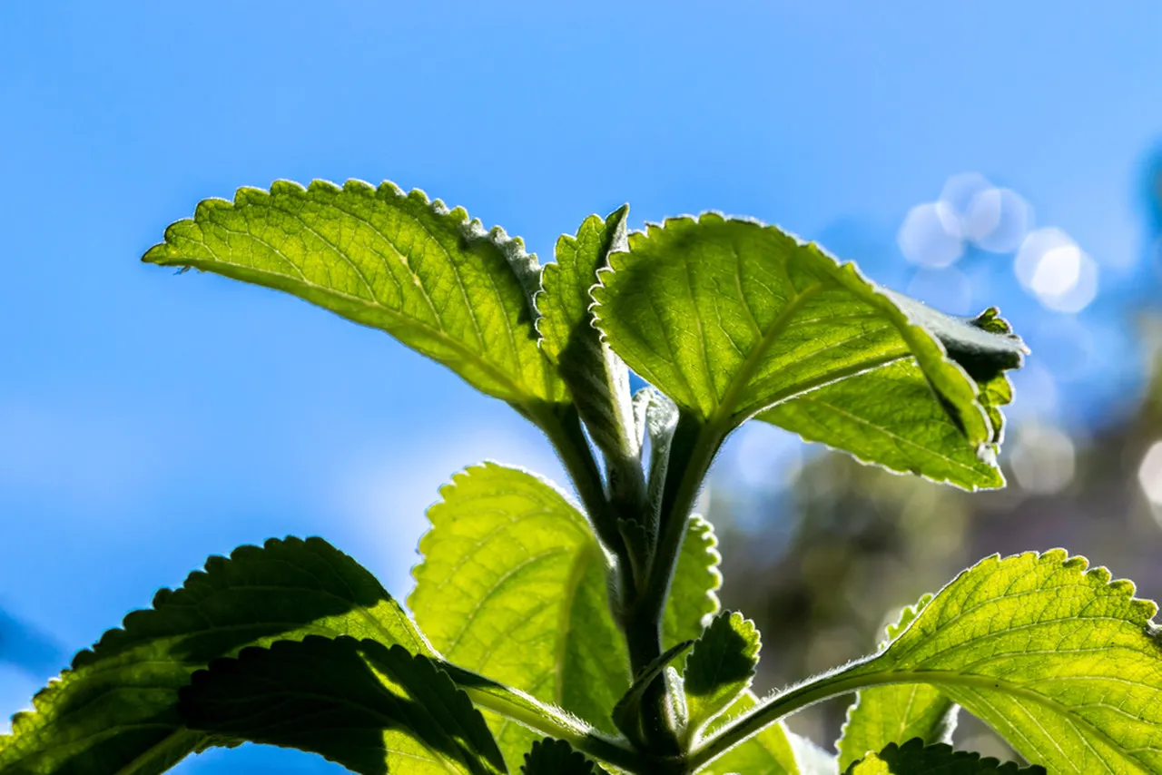Boldo é uma planta usada frequentemente como remédio caseiro
