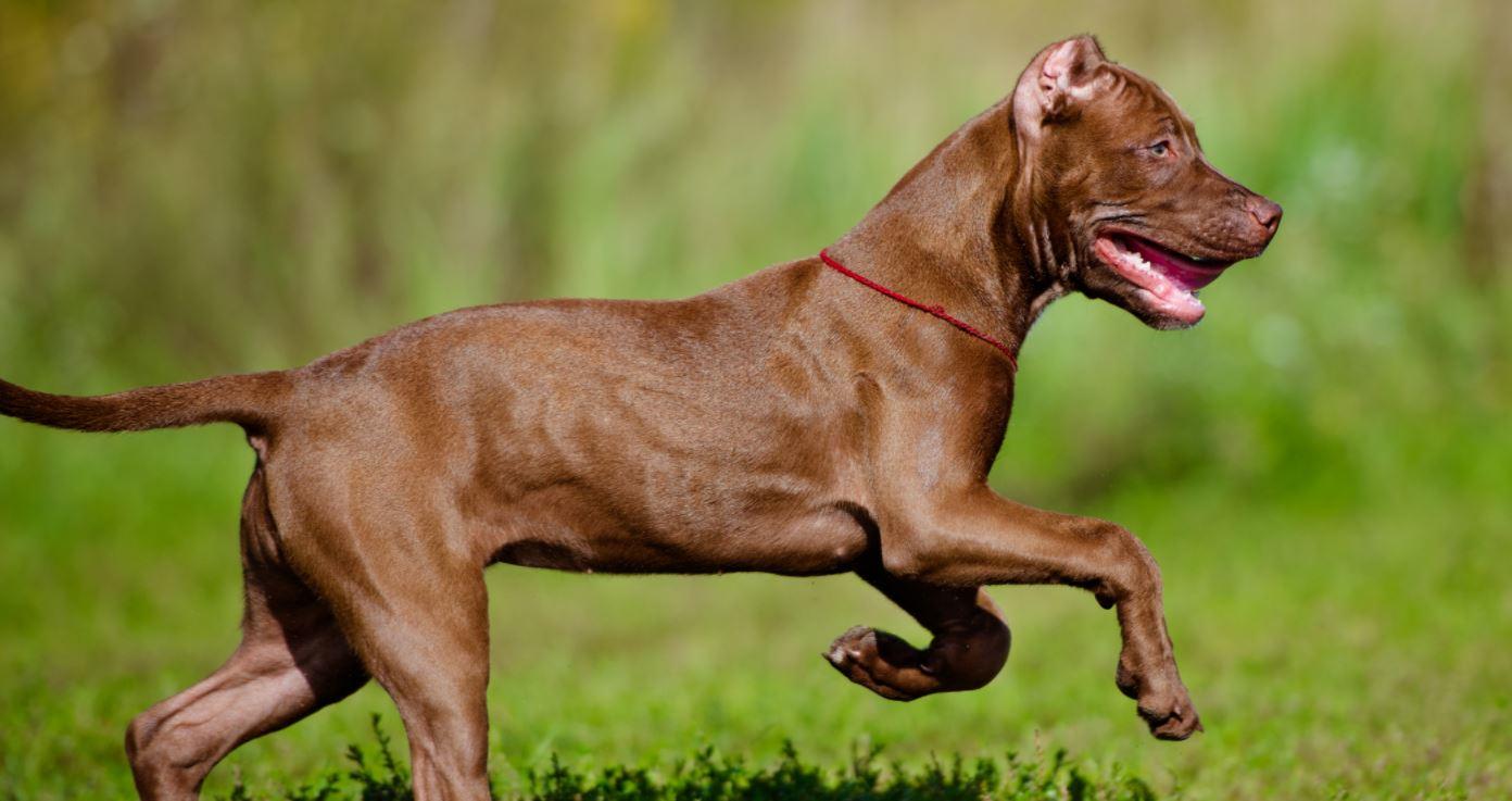 Cachorro American Pit Bull Terrier brincando sobre grama