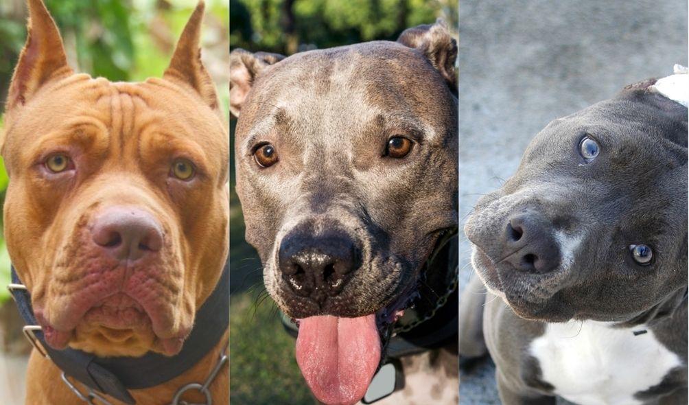 Montagem com três cães Pit Bull, com variações red, black e blue nose