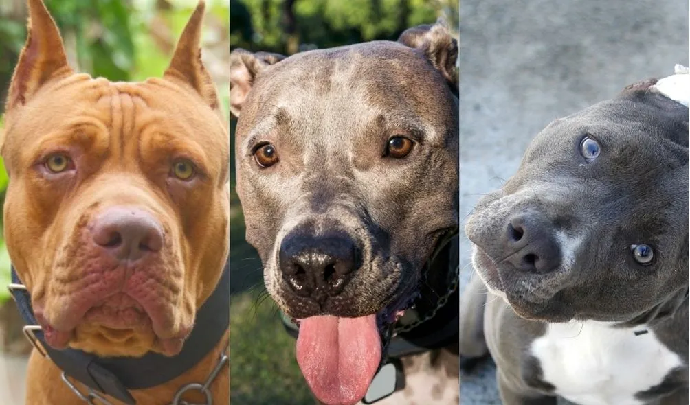 Variação da cor da trufa do animal pode ser encontrada em exemplares de APBT