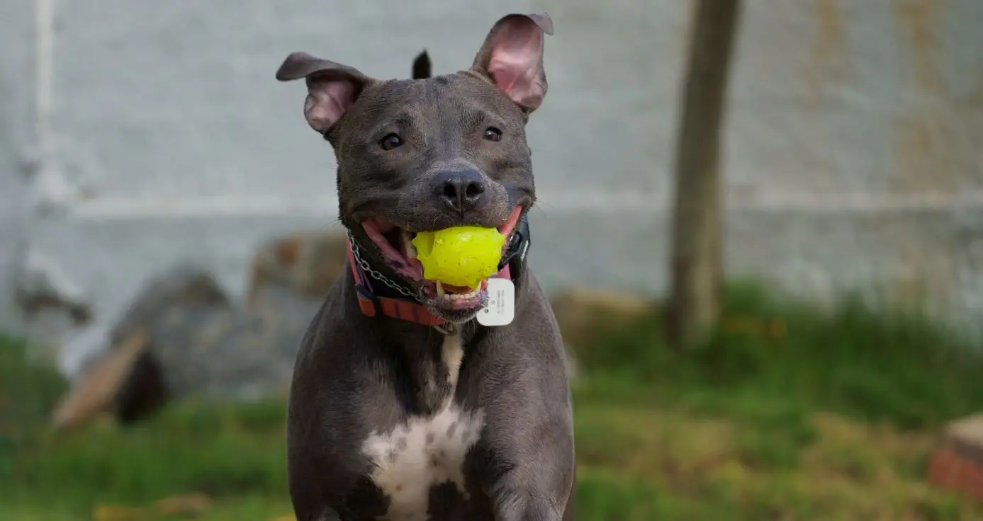 Pit Bull preto brincando com bola amarela