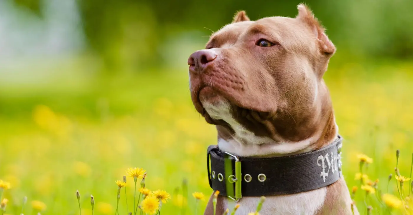 Pit Bull de coleira em meio a campo