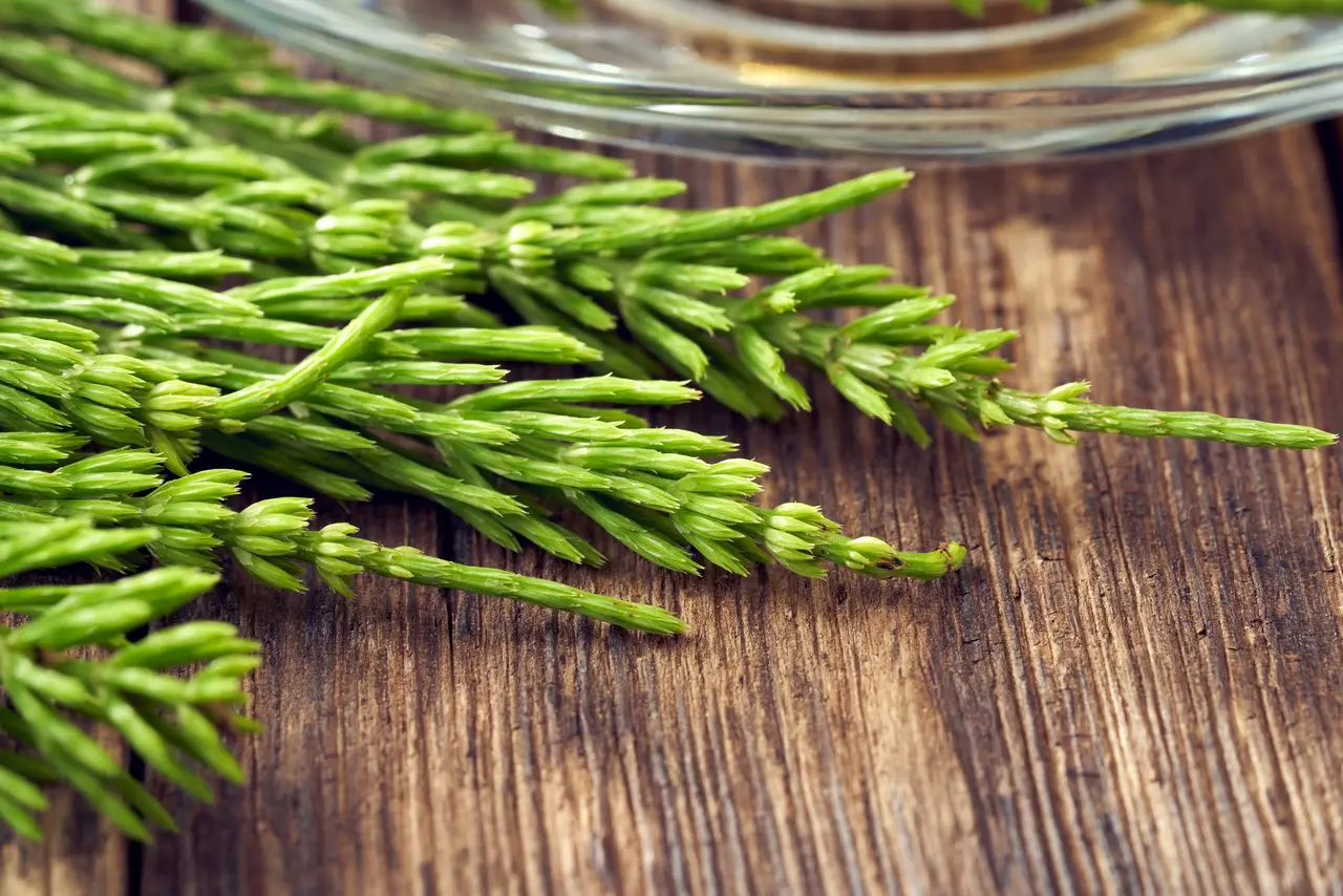 Cavalinha em cima de mesa de madeira escura