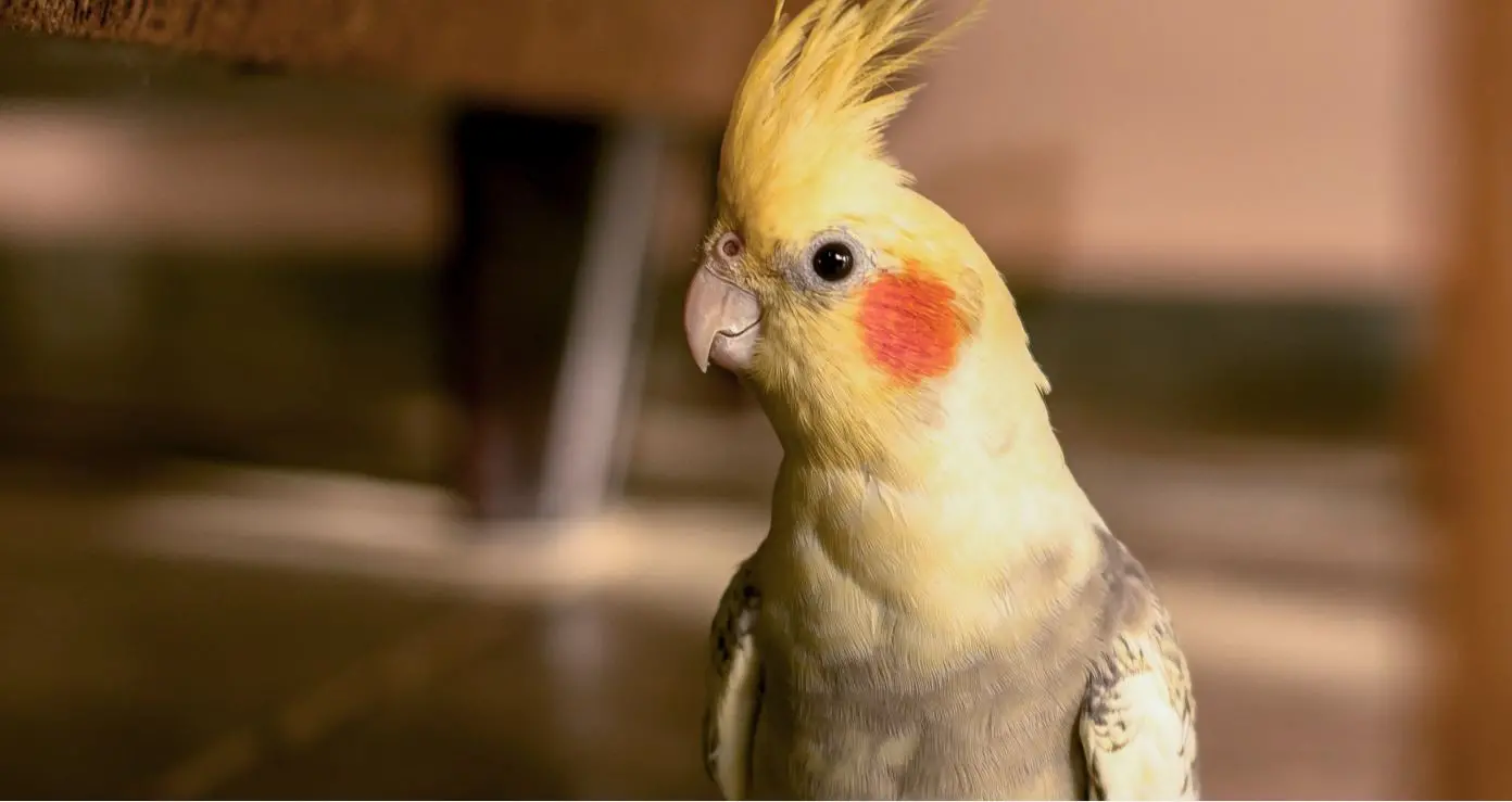 Calopsita no chão, próxima a sofá