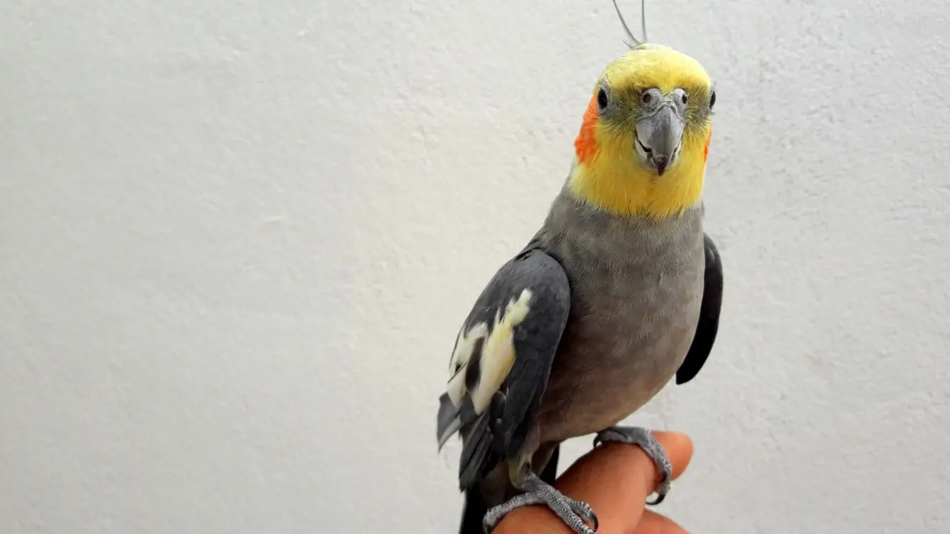 Calopsita sobre dedo de pessoa