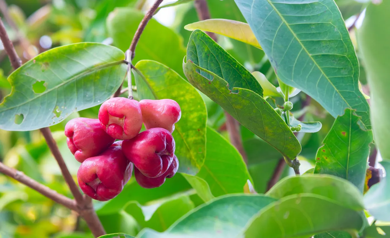 Para plantar a árvore de jambo, especialistas definem que é importante encontrar um solo arenoso