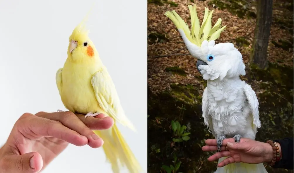 Montagem com foto de calopsita sobre dedo, à esquerda, e cacatua sobre mão, à direita