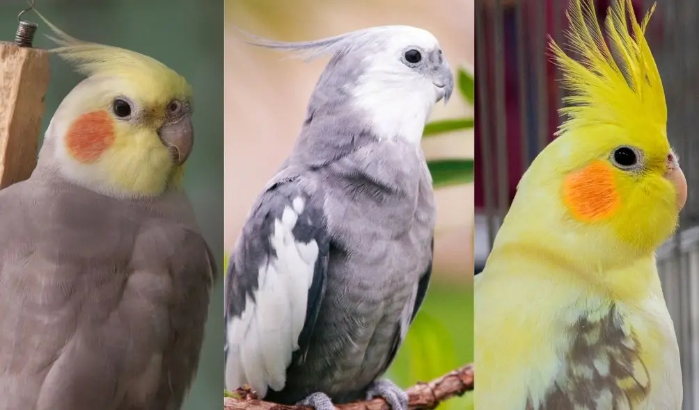 Montagem com três fotos de mutações de calopsitas diferentes