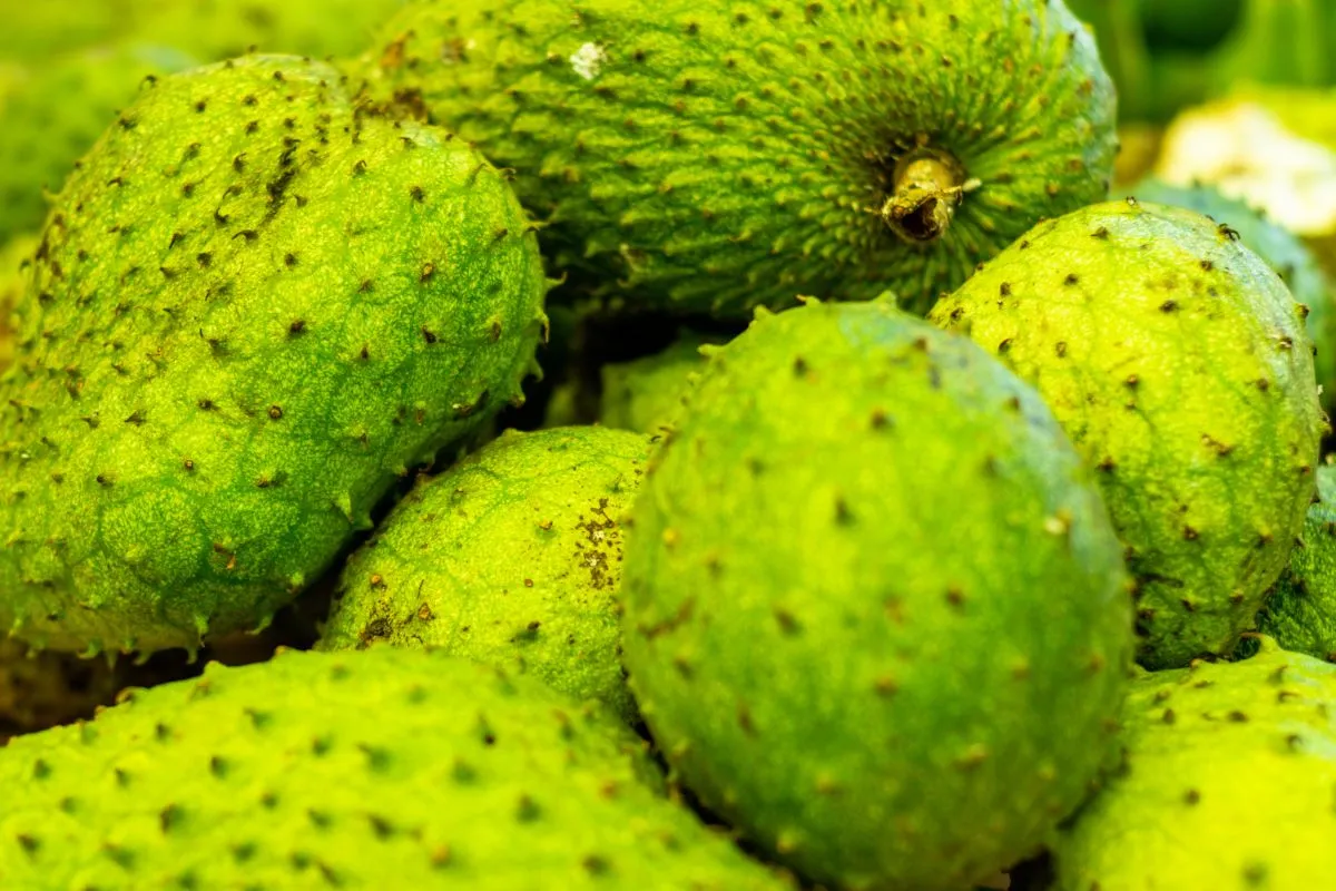 Deve-se sempre procurar escolher as graviolas mais maduras e macias