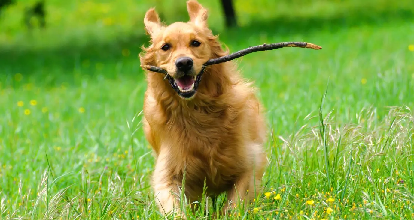 Golden Retriever correndo na grama com galho na boca
