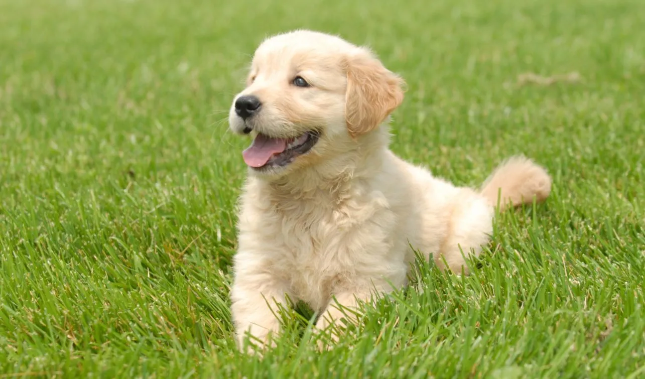 Filhote da raça com pedigree pode custar até R$ 6,5 mil