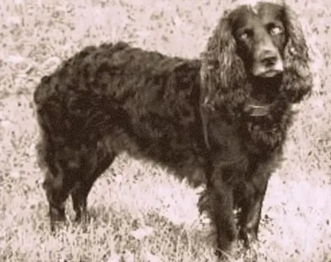 Exemplar de Tweed Water Spaniel, já extinto
